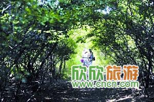“乐亭三岛”中,菩提岛因菩提树众多而得名,与其他两岛不同的是,除了清凉,菩提岛上还草深林密、禅意浓浓。