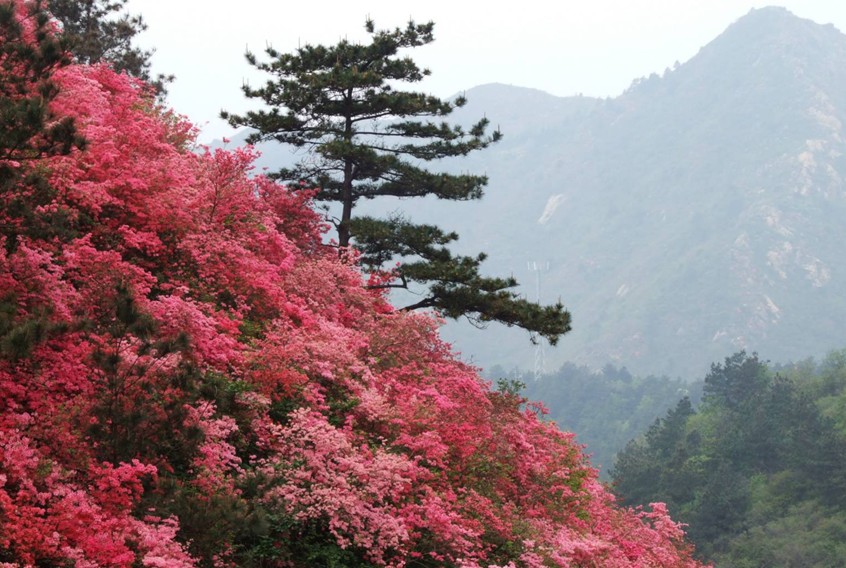 螺髻山不同颜色的杜鹃花