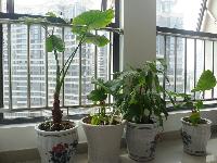 公司窗臺綠植