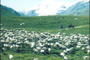 海西巴隆国际狩猎场