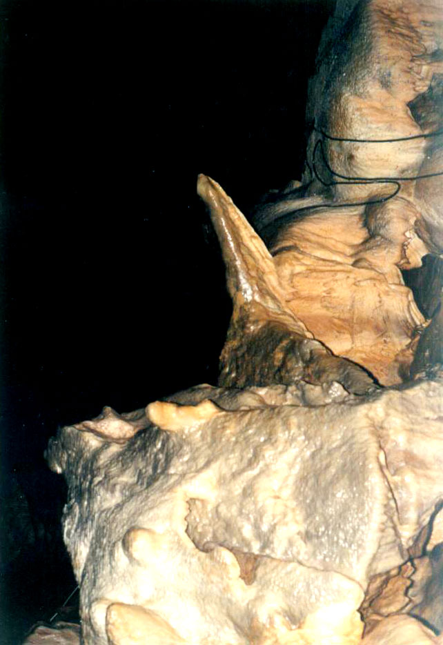 ���ɶ�����