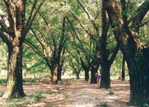 泰兴古银杏森林公园