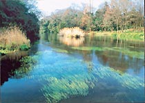 ���ƽ����