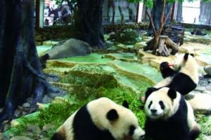 长屿硐天熊猫馆