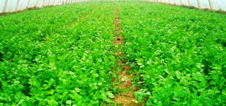 ʳ���л���̬ׯ԰