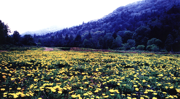 ��ү��羰ͼƬ