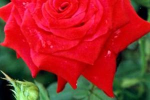 黃山植物大觀園